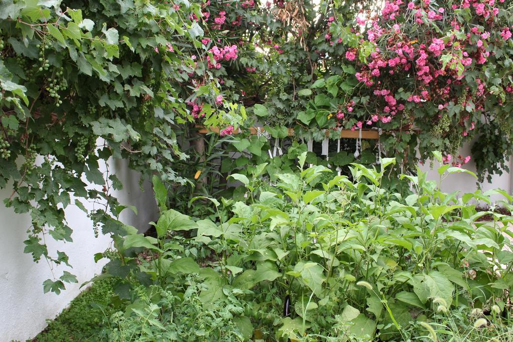 Turtle Beach Bungalows Apartment Dalyan Exterior photo
